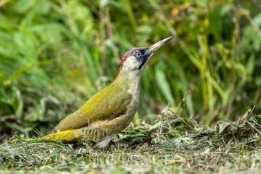 Çayırda Avrupa yeşil ağaçkakanı (Picus viridis). Bieszczady, Karpatlar, Polonya.