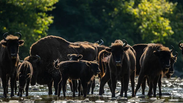 European Bison Wisent Bison Bonasus Bieszczady Carpathians Poland — 图库照片