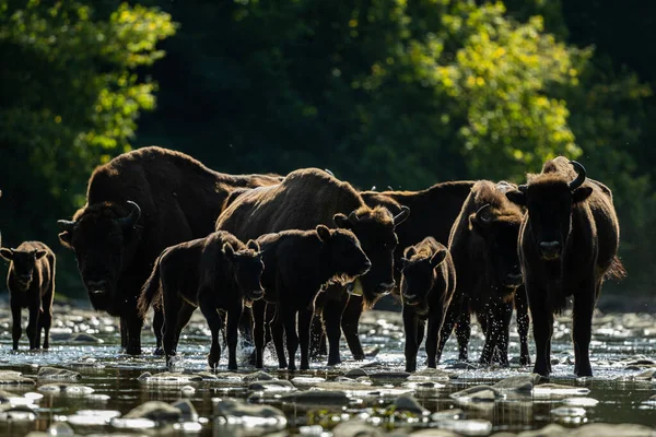 European Bison Wisent Bison Bonasus Bieszczady Carpathians Poland — Photo