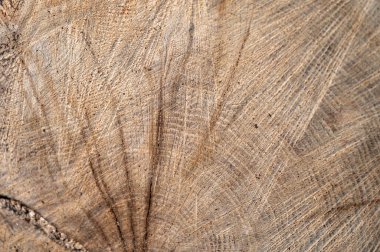 Ortak meşe, Avrupa meşesi, İngiliz meşesi, Quercus robur ahşap kesiti.