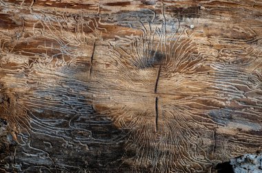 Tahtada beslenen böcek izleri. Kül kabuğu böceği, Hylesinus crenatus.