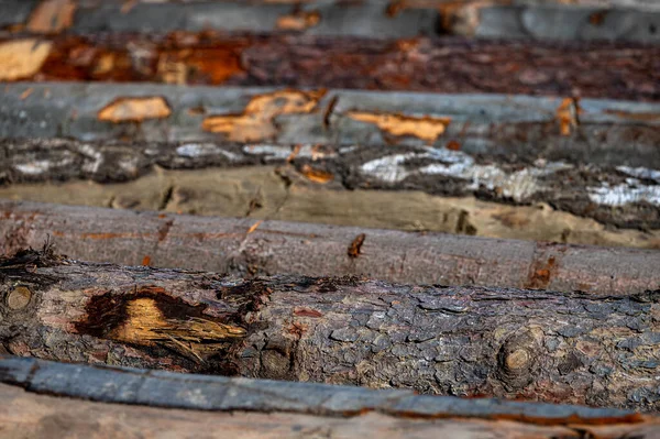 木材场中的不同类型的原木 — 图库照片