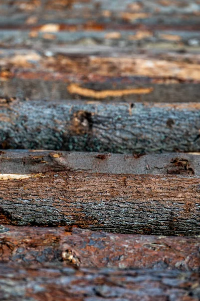Different Types Logs Timber Yard — Stock Photo, Image