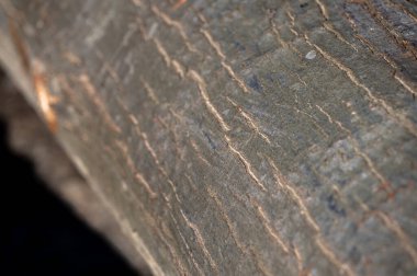 Kuzey Kırmızı Meşe 'nin bir kabuğu, Quercus Rubra.