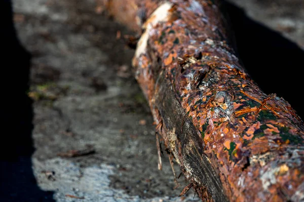 松木皮一种松木皮 苏格兰松木 苏格兰松木或波罗的海松木皮的树皮 — 图库照片