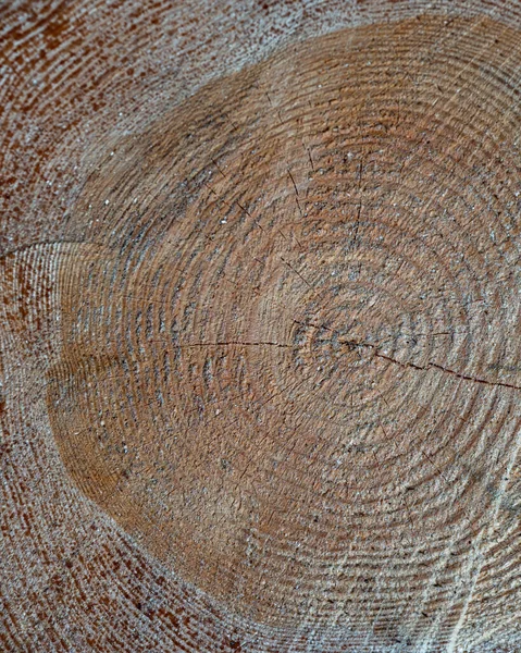 Pinus Sylvestris Skoç Çamı Skoç Çamı Veya Baltık Çamı Ahşap — Stok fotoğraf