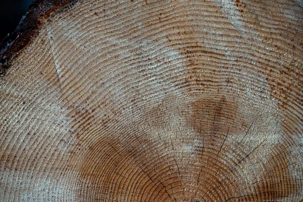 Pinus Sylvestris Skotsk Tall Skotsk Tall Eller Baltisk Tall Trätvärsnitt — Stockfoto