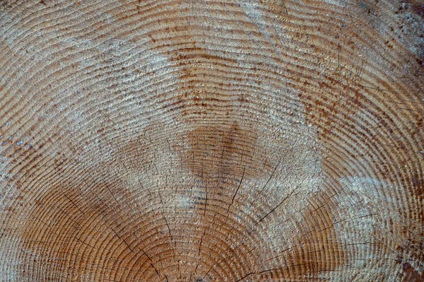 ピヌスシルベストリス スコットランドの松 スコッチの松やバルトの松 木の断面 — ストック写真