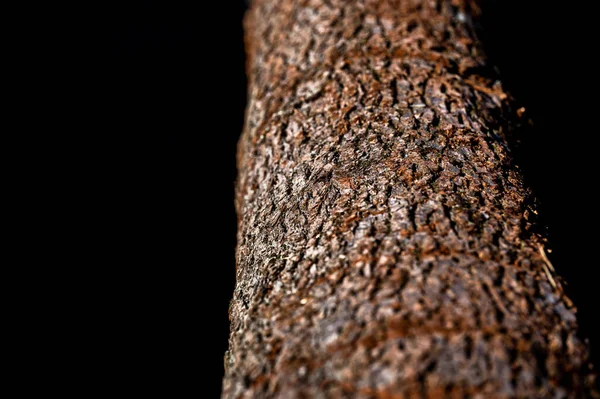 Bark Alnus Glutinosa Common Alder Black Alder European Alder European — Stock Photo, Image