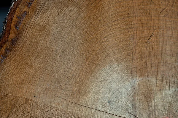 Quercus rubra, the northern red oak. Wood cross section.