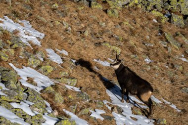 Tatra Chamois, Rupicapra rupicapra tatrica, Tatra Ulusal Parkı, Slovakya.