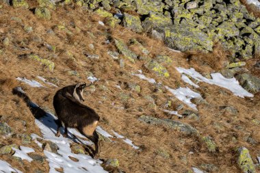 Tatra Chamois, Rupicapra rupicapra tatrica, Tatra Ulusal Parkı, Slovakya.