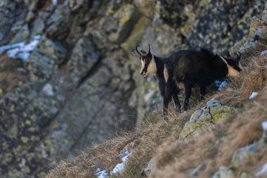 Tatra Chamois, Rupicapra rupicapra tatrica, Tatra Ulusal Parkı, Slovakya.