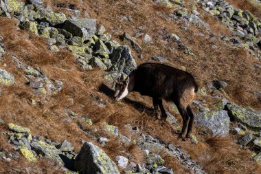 Tatra Chamois, Rupicapra rupicapra tatrica, Tatra Ulusal Parkı, Slovakya.