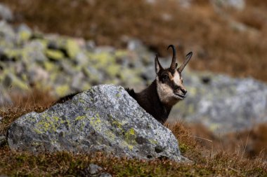 Tatra Chamois, Rupicapra rupicapra tatrica, Tatra Ulusal Parkı, Slovakya.