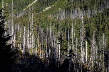 Ölü ladin ormanı hava kirliliği ve kabuk böcekleri tarafından yok edildi. Tatra Dağları, Slovakya.