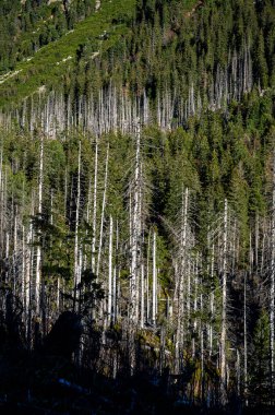 Ölü ladin ormanı hava kirliliği ve kabuk böcekleri tarafından yok edildi. Tatra Dağları, Slovakya.