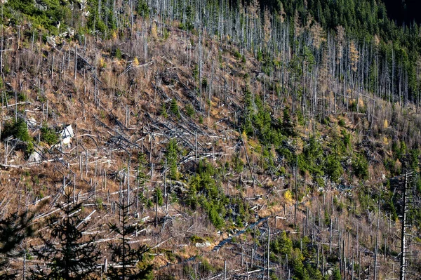 stock image Dead spruce forest destroyed by air pollution and bark beetles. Tatra Mountains, Slovakia.