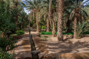 Fas 'ta Sahra Çölü' nde tipik bir Afrika vahası. Ekolojik, kapsamlı tarım.