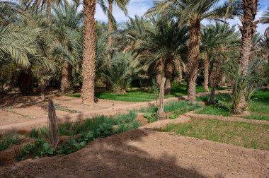 Fas 'ta Sahra Çölü' nde tipik bir Afrika vahası. Ekolojik, kapsamlı tarım.