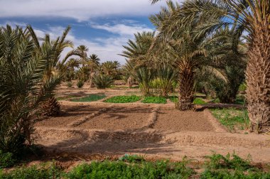 Fas 'ta Sahra Çölü' nde tipik bir Afrika vahası. Ekolojik, kapsamlı tarım.