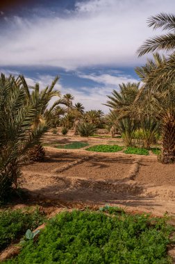 Fas 'ta Sahra Çölü' nde tipik bir Afrika vahası. Ekolojik, kapsamlı tarım.