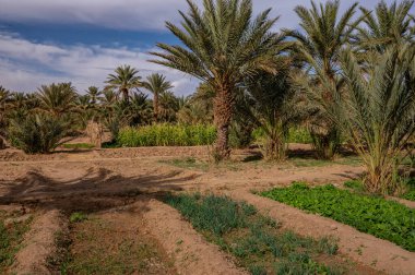 Fas 'ta Sahra Çölü' nde tipik bir Afrika vahası. Ekolojik, kapsamlı tarım.