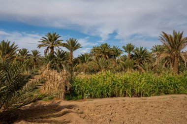 Fas 'ta Sahra Çölü' nde tipik bir Afrika vahası. Ekolojik, kapsamlı tarım.