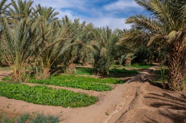 Fas 'ta Sahra Çölü' nde tipik bir Afrika vahası. Ekolojik, kapsamlı tarım.