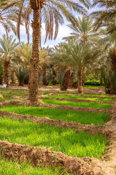 Une Oasis Africaine Typique Dans Désert Sahara Maroc Agriculture Écologique — Photo