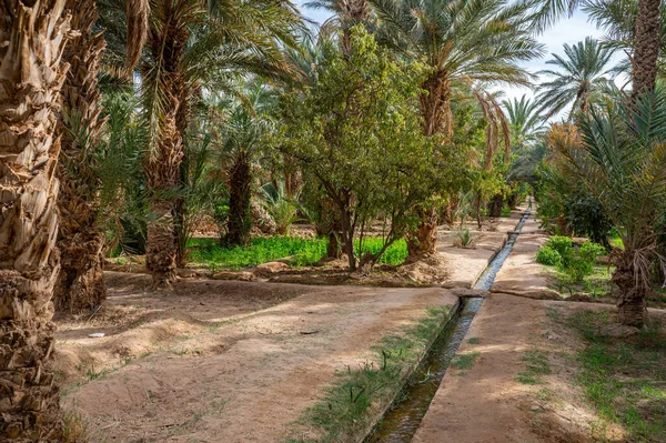Une Oasis Africaine Typique Dans Désert Sahara Maroc Agriculture Écologique — Photo