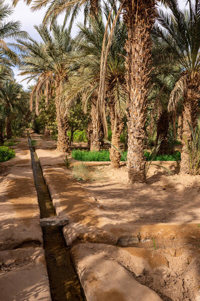 Типичный африканский оазис в пустыне Сахара, Марокко. Экологическое, обширное сельское хозяйство.