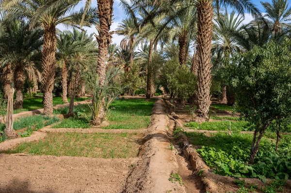 stock image A typical African oasis in a Sahara desert, Morocco. Ecological, extensive agriculture.