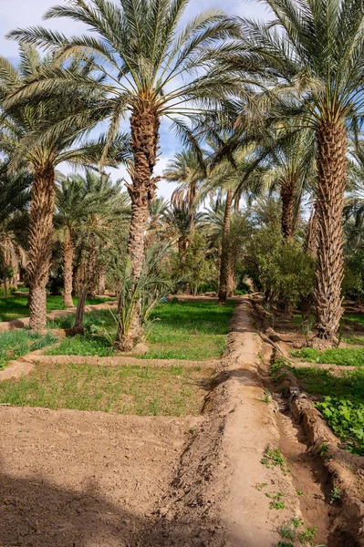 Typowa Afrykańska Oaza Saharze Maroko Rolnictwo Ekologiczne Ekstensywne — Zdjęcie stockowe