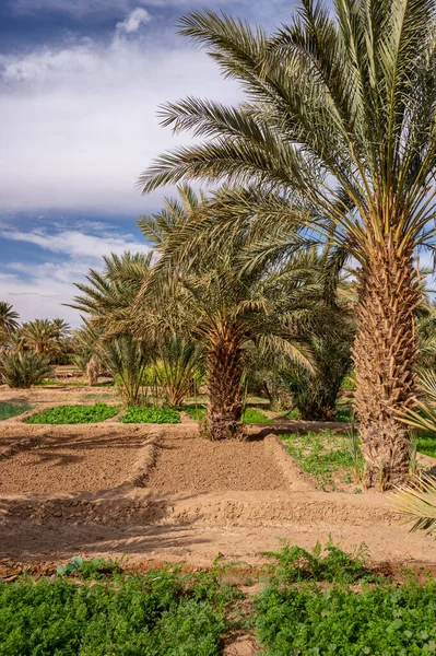 stock image A typical African oasis in a Sahara desert, Morocco. Ecological, extensive agriculture.