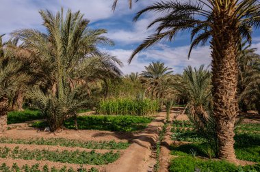 Fas 'ta Sahra Çölü' nde tipik bir Afrika vahası. Ekolojik, kapsamlı tarım.