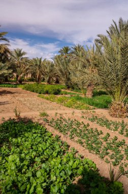 Fas 'ta Sahra Çölü' nde tipik bir Afrika vahası. Ekolojik, kapsamlı tarım.