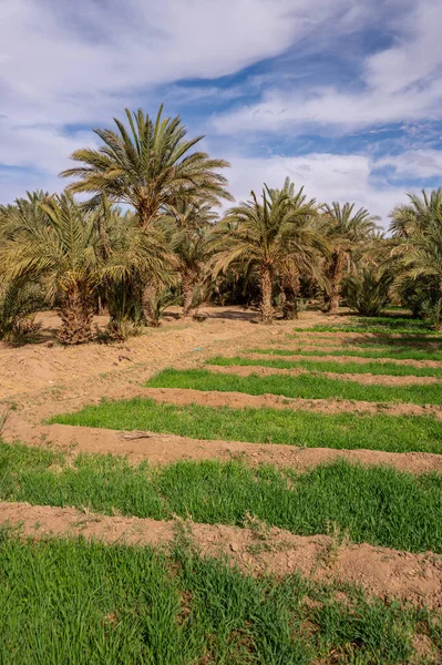 Typowa Afrykańska Oaza Saharze Maroko Rolnictwo Ekologiczne Ekstensywne — Zdjęcie stockowe