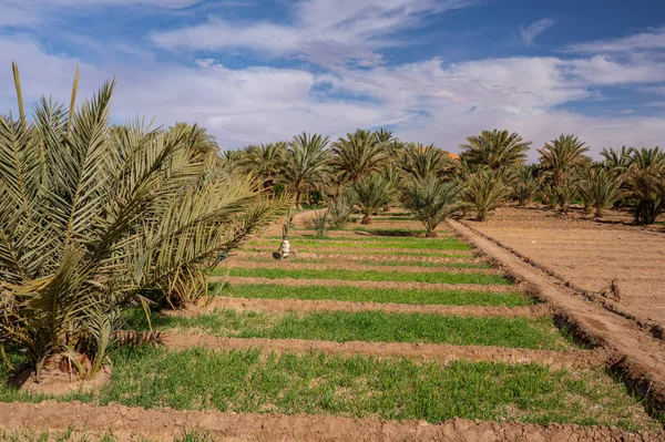 Fas Sahra Çölü Nde Tipik Bir Afrika Vahası Ekolojik Kapsamlı — Stok fotoğraf