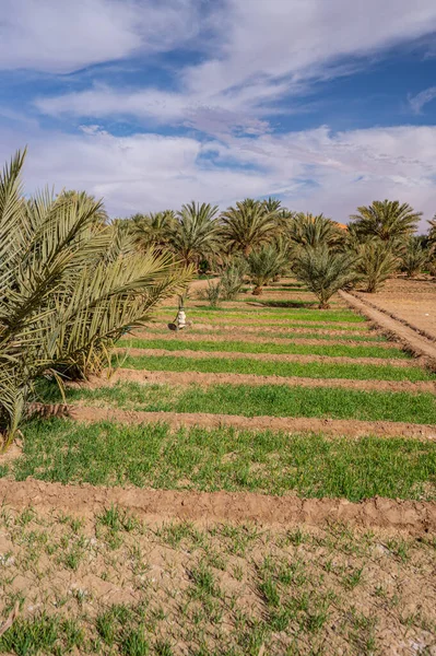 Typical African Oasis Sahara Desert Morocco Ecological Extensive Agriculture — Stock Photo, Image