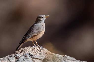 Çöl tarlası, Ammomanes deserti. Sıradan bir çöl kuşu..