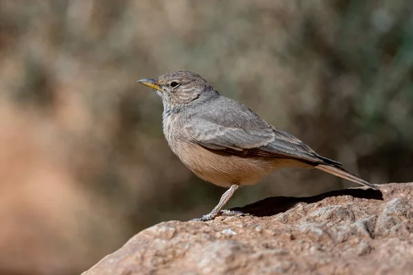 沙漠云雀 甘菊沙地 一种普通的沙漠鸟 — 图库照片