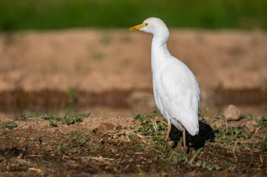 Akbalıkçıl, bubulcus ibis, Fas