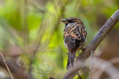 Ev serçesi, Passer domesticus, Fas.