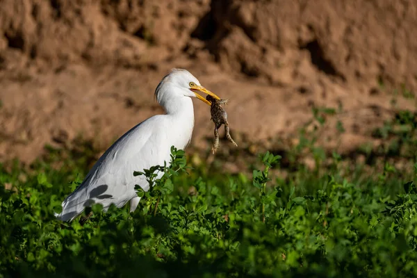 Pássaro Com Sapo Capturado Bovinos Egret Bubulcus Ibis Marrocos — Fotografia de Stock