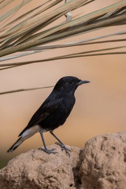 Beyaz taçlı buğday sakalı, Oenanthe lökopi, Fas