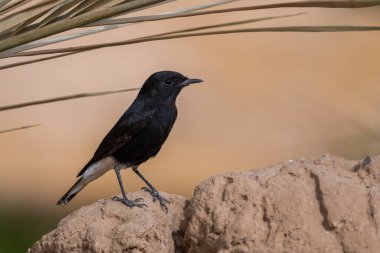 Beyaz taçlı buğday sakalı, Oenanthe lökopi, Fas