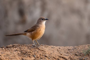 Fulvous Babbler, Fulvous Chatterer, Argya fulva, Turdoides fulva. Sahra Çölü, Fas.