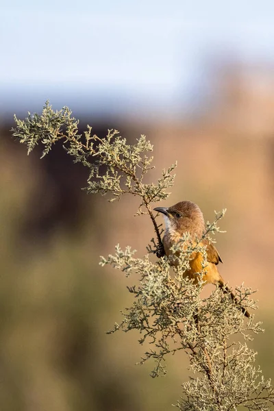 Fulvous Babbler Fulvous Chatterer Argya Fulva Turdoides Fulva Sahara Marruecos — Foto de Stock