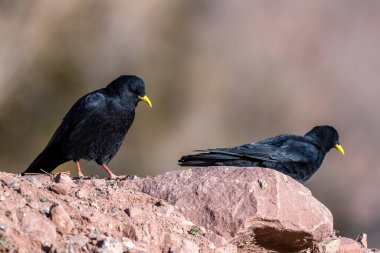 Alp chough, sarı gagalı chough, Pyrrhocorax graculus. Atlas Dağları, Fas.